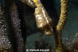 Fingerprint Cyphoma on the Ledge of Turtles off the beach... by Michael Kovach 